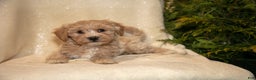 Bichpoo dogs for sale: River - Ad 2
