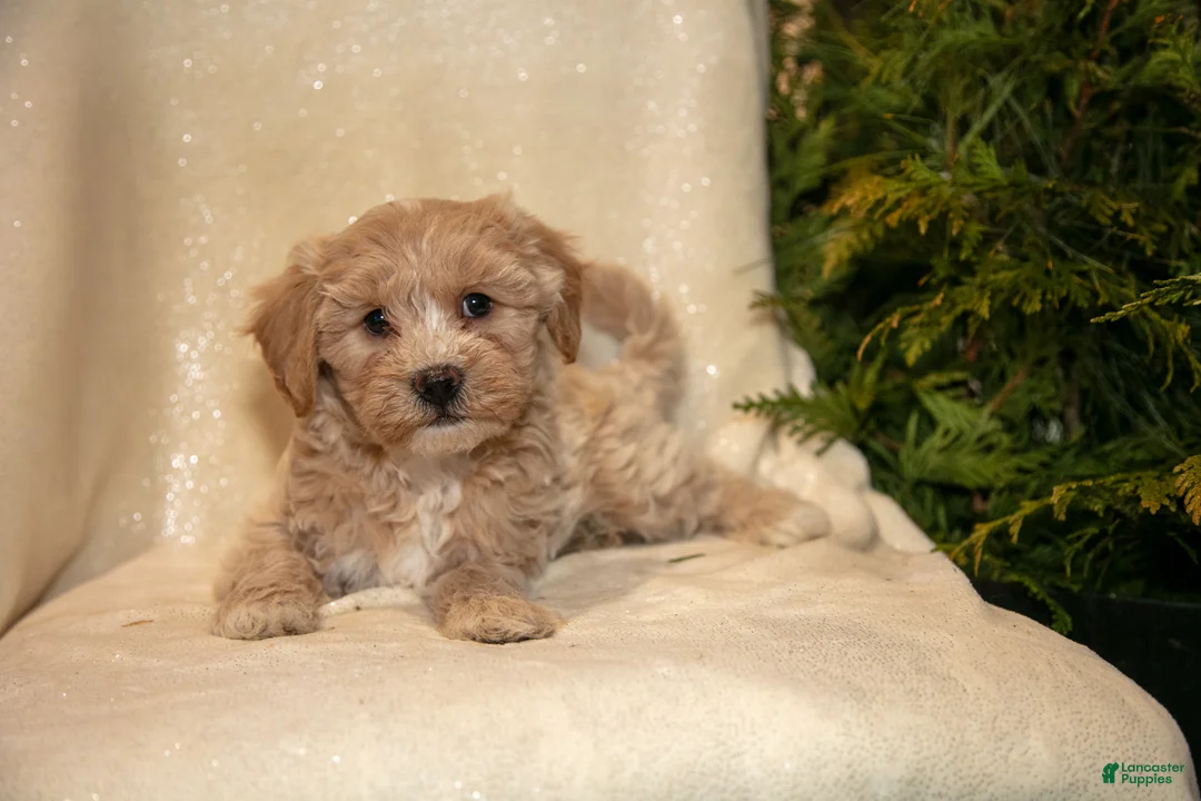 Bichpoo dogs for sale: River - Ad 2