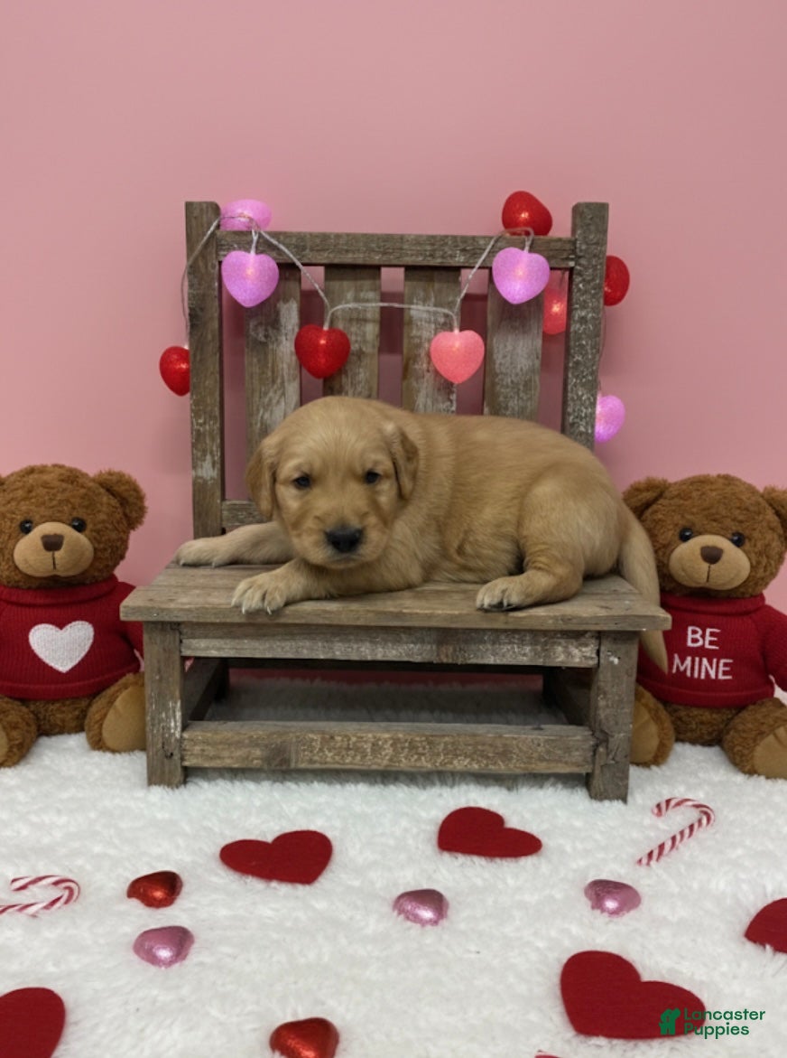 Golden Retriever dogs Golden Retriever Puppy 3 - Ad 29