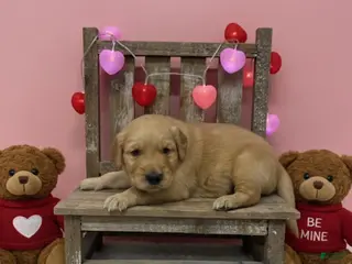 Golden Retriever dogs Golden Retriever Puppy 3 - Ad 29