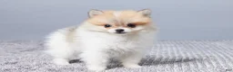 Pomeranian dogs for sale: Dakota - Ad 4