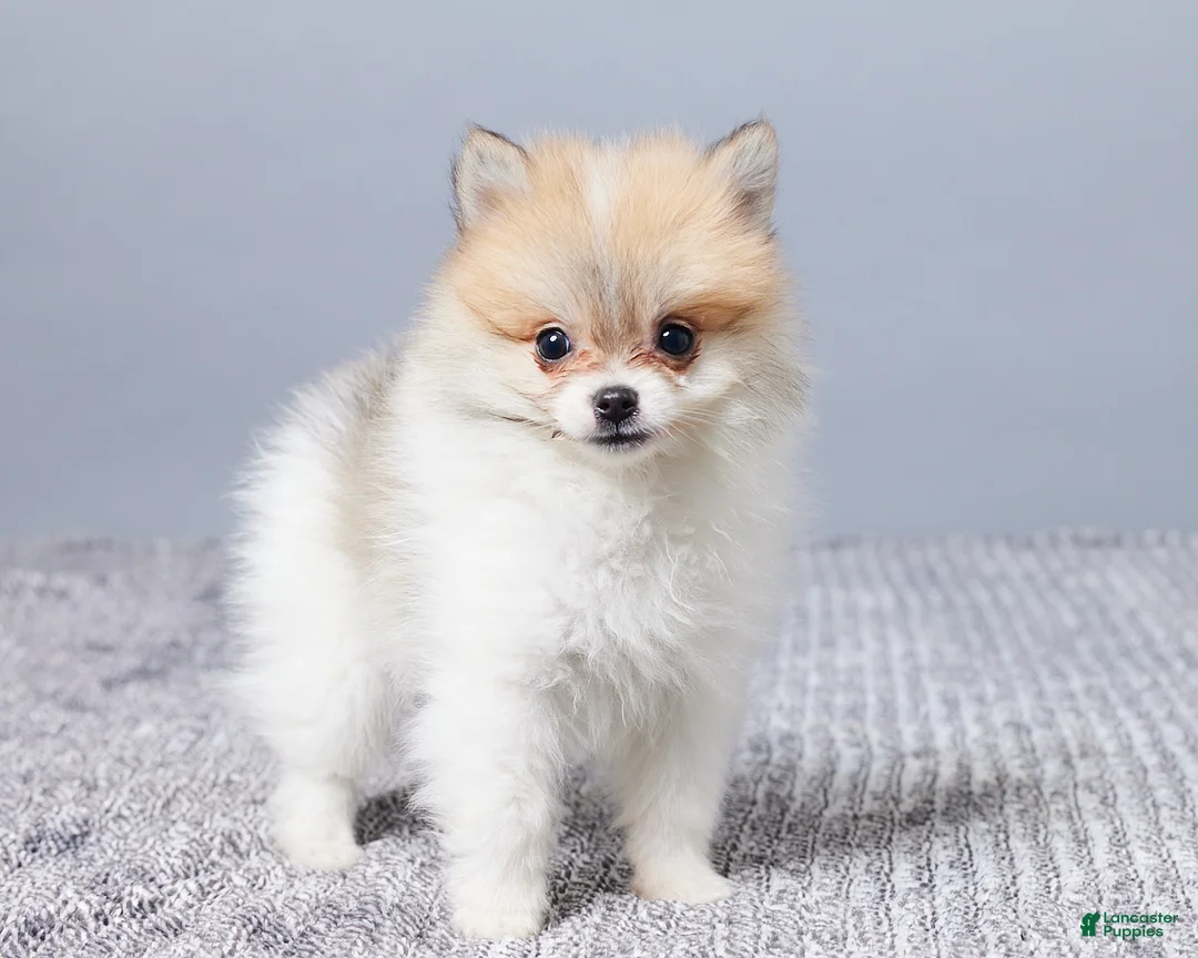 Pomeranian dogs for sale: Dakota - Ad 4