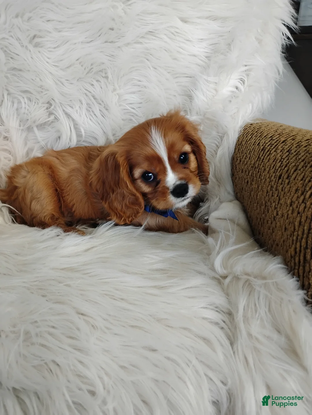 Cavalier King Charles Spaniel dogs for sale: Dallas - Ad 2