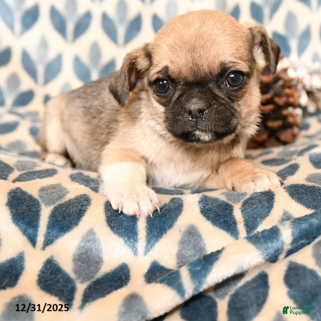 Pug dogs for sale: Calvin - Ad 2