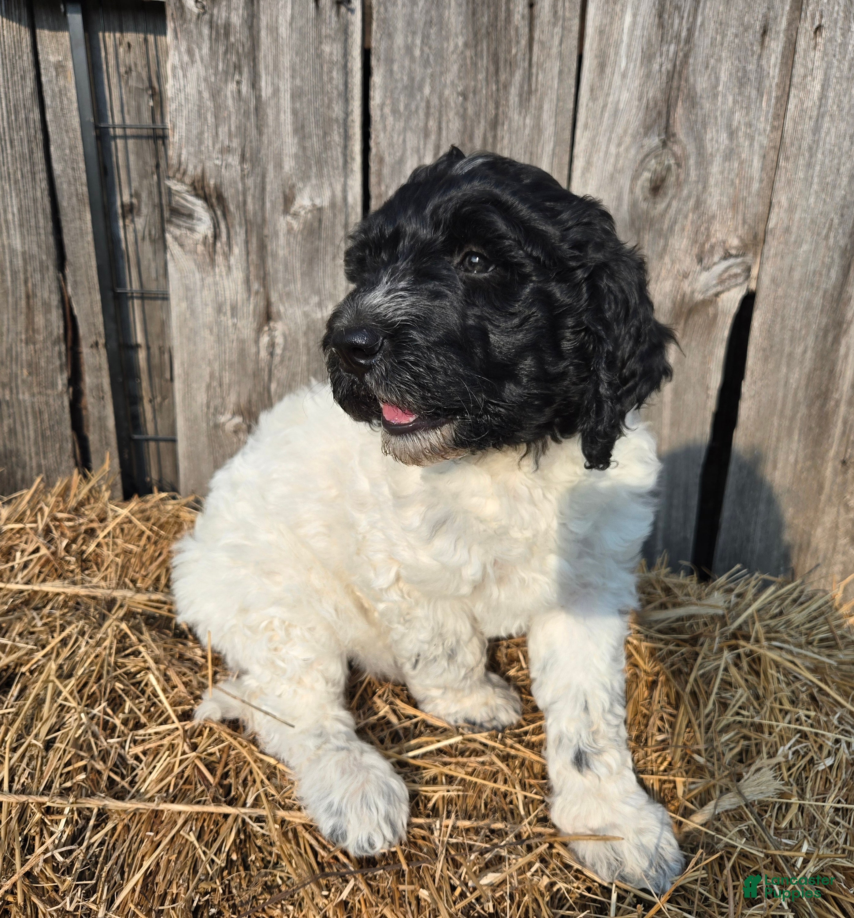 Newfypoo dogs Starry - Ad 6