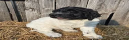 Newfypoo dogs for sale: Starry - Ad 1