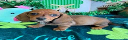 Miniature Dachshund dogs for sale: Carol - Ad 1