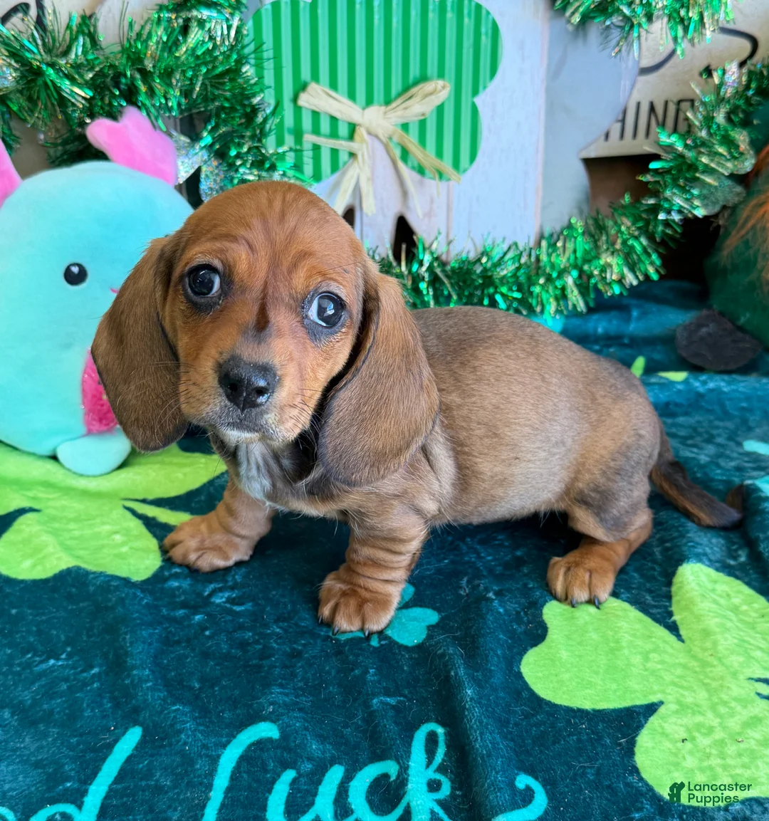 Miniature Dachshund dogs for sale: Carol - Ad 1