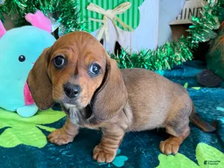 Miniature Dachshund dogs Carol - Ad 38