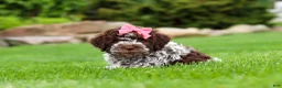 Lagotto Romagnolo dogs for sale: Maisie - Ad 4