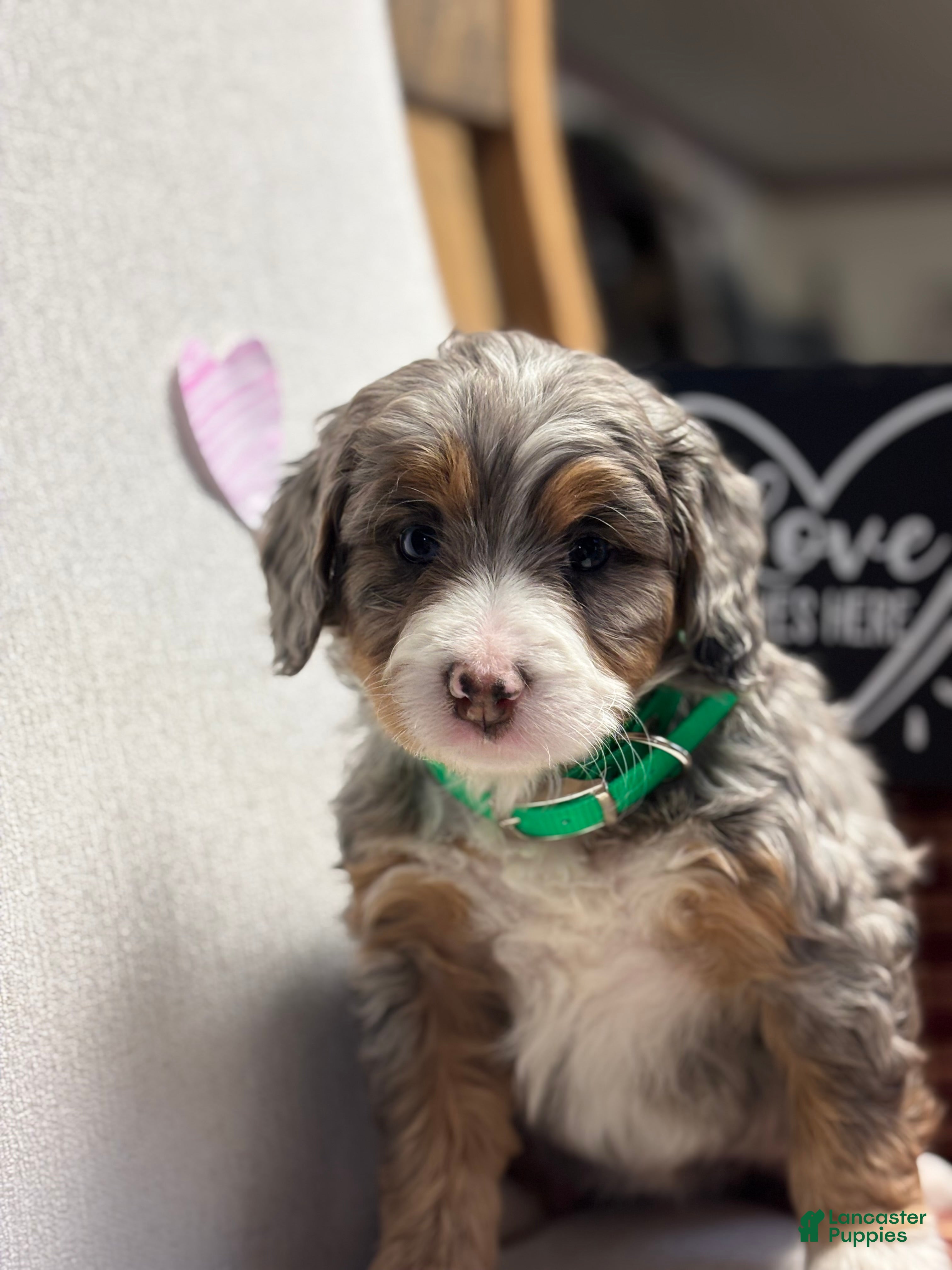 Mini Bernedoodle dogs Bailey Mini Bernedoodle Puppy 3 - Ad 1