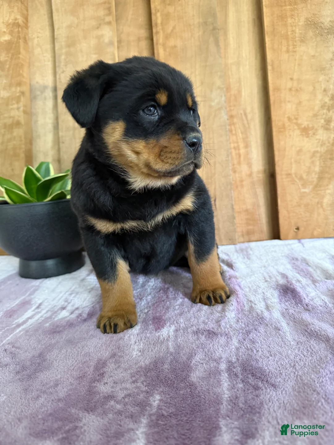Rottweiler dogs for sale: Lacie - Ad 19
