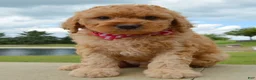 Mini Goldendoodle dogs for sale: Mini Gigi - Ad 7