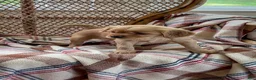 Miniature Golden Retriever dogs for sale: Louise - Ad 3