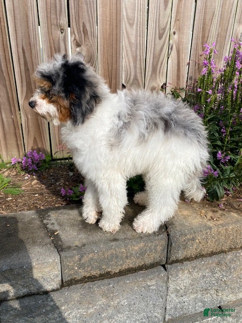 Mini Bernedoodle dogs Jade - Ad 2