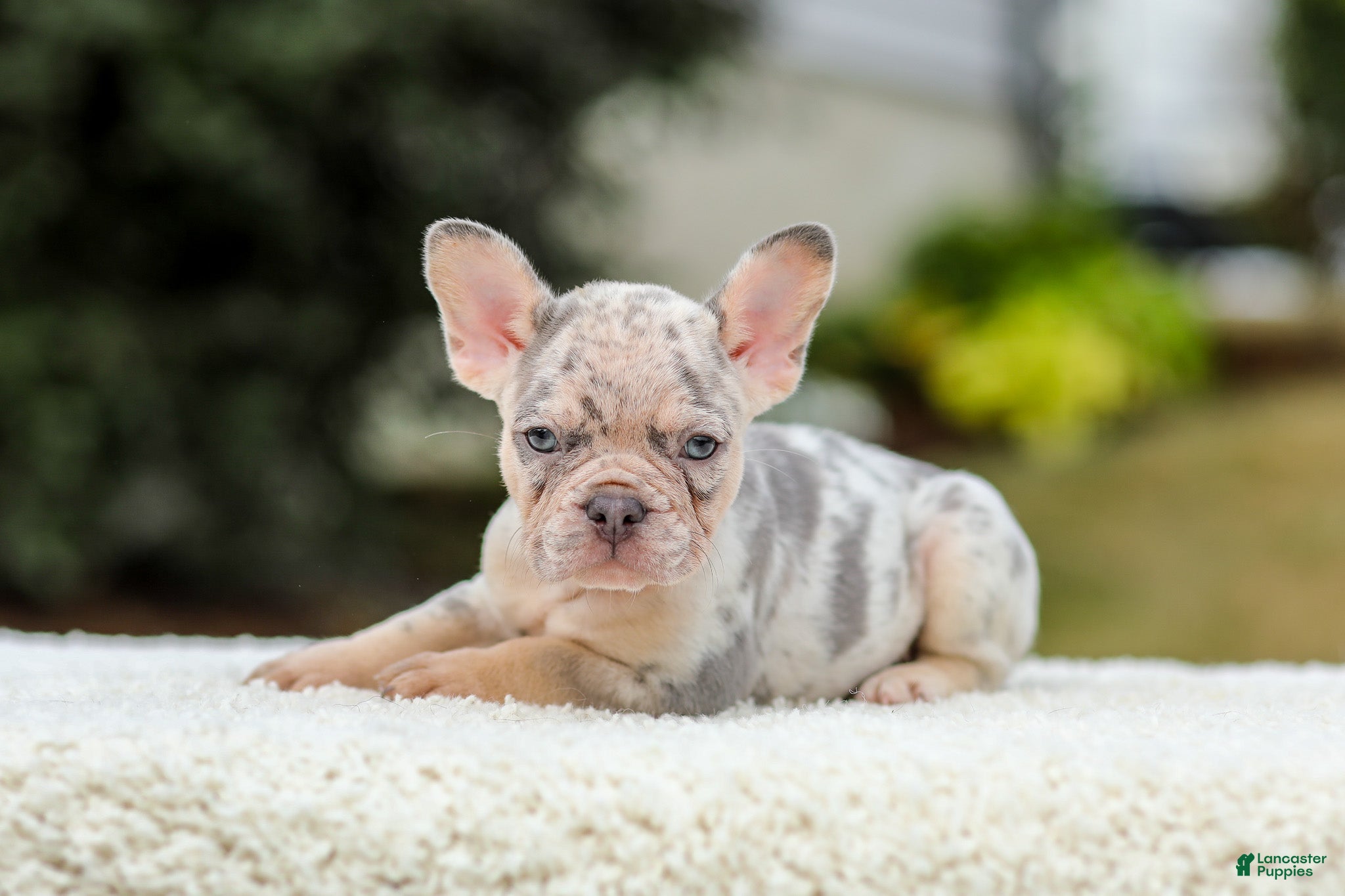 French Bulldog dogs Master – Lilac & Tan Merle - Ad 2