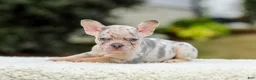 French Bulldog dogs for sale: Master – Lilac & Tan Merle - Ad 2