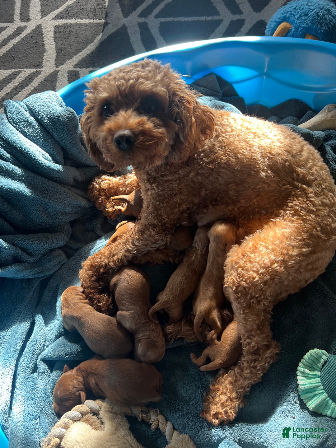 Cavapoo dogs for sale: Betty - Still available  - Ad 13