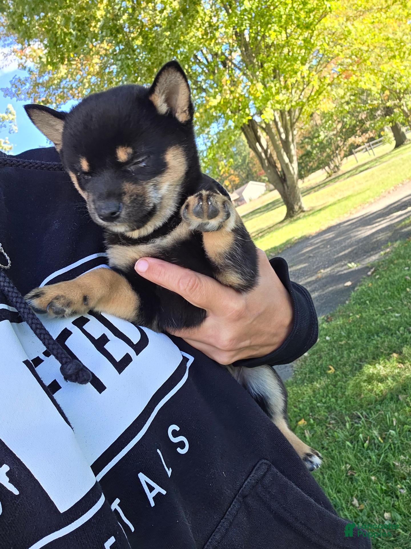 Shiba Inu (Shiba Inu, Male) in Orwell, OH