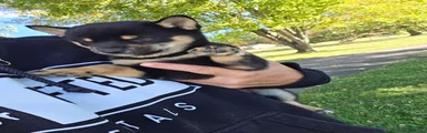 Shiba Inu 1
