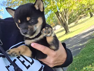 Shiba Inu dogs Shiba Inu 1 - Ad 10