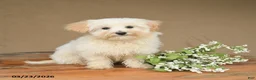 Maltipoo dogs for sale: Leo  - Ad 2