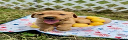 Labrador Retriever dogs for sale: Teddy Graham - Ad 4