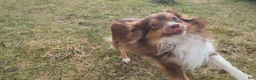 Toy Australian Shepherd dogs for sale: Willow - Ad 8
