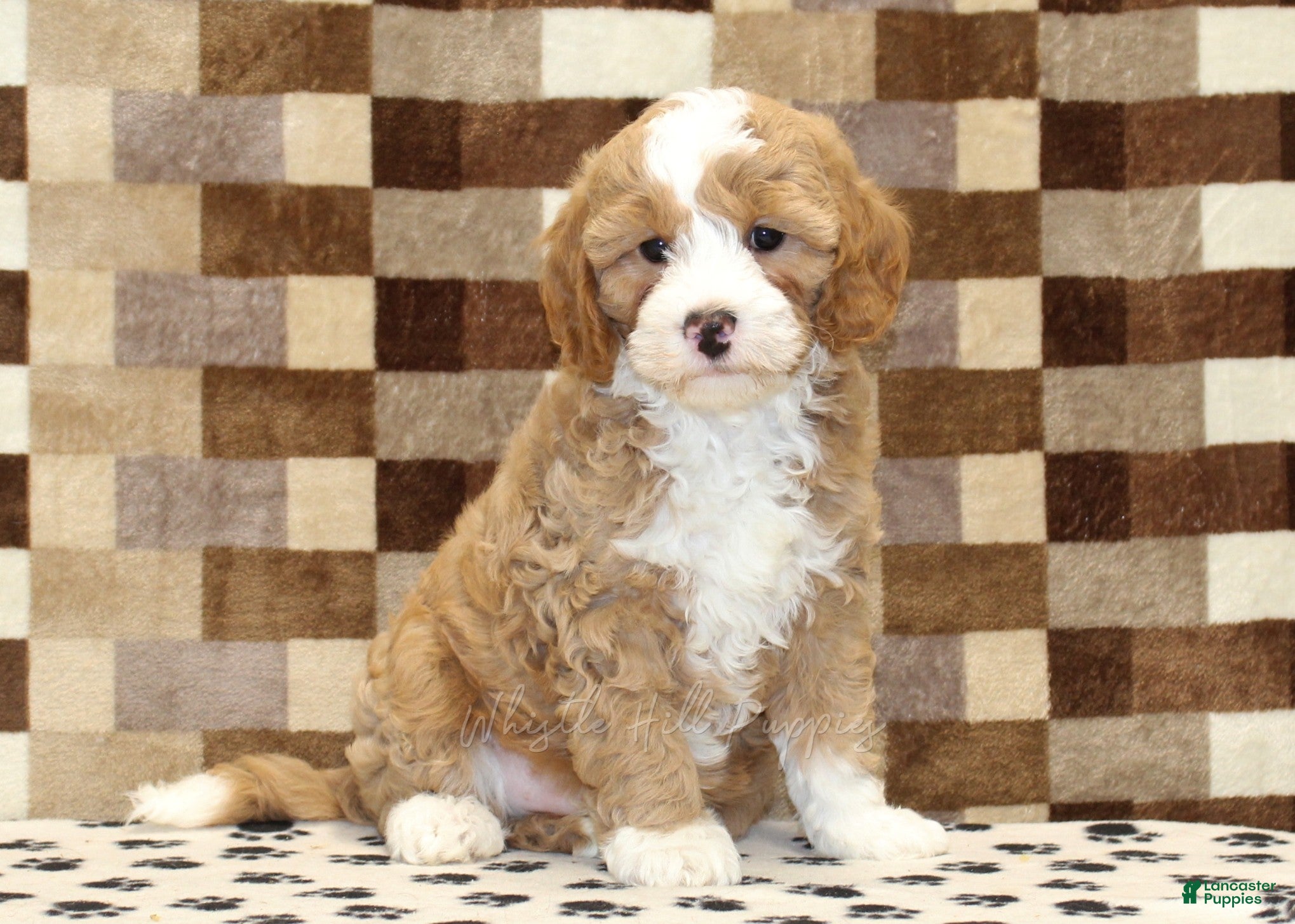 Mixed Breed dogs Frank - Ad 1
