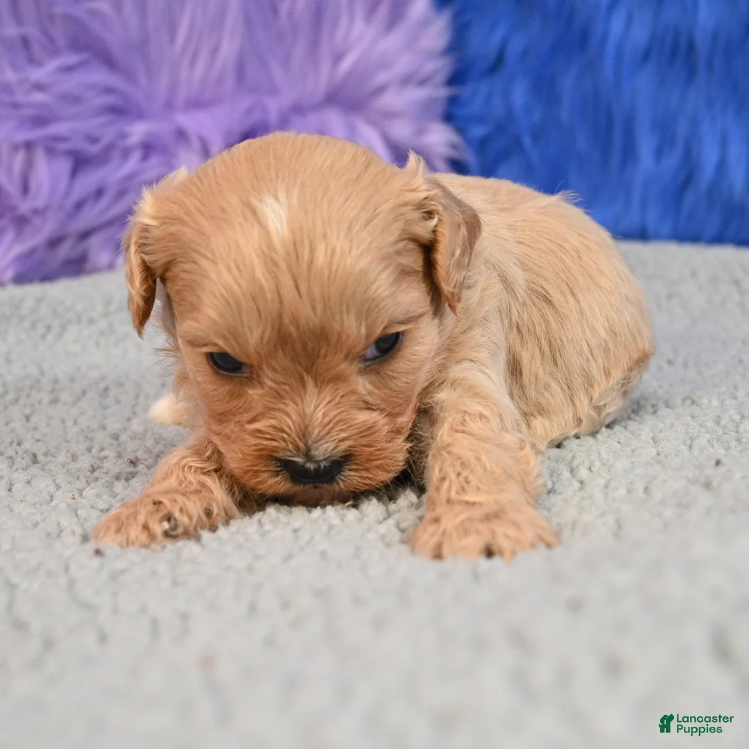 Cavapoo dogs for sale: Cavapoo 5 - Ad 2