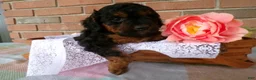 Cockapoo dogs for sale: Cassie - Ad 7