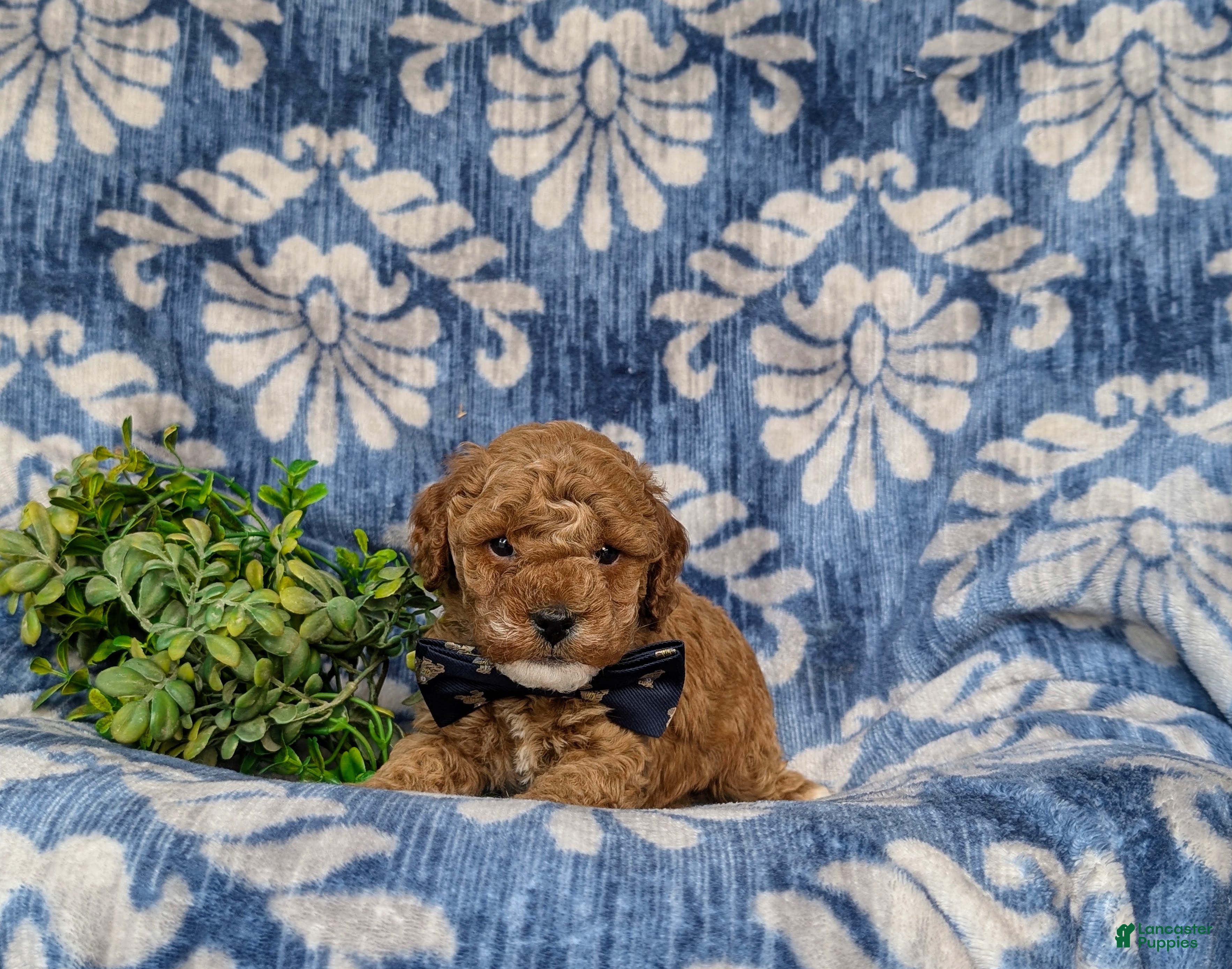 Miniature Poodle dogs Scoobie - Ad 2