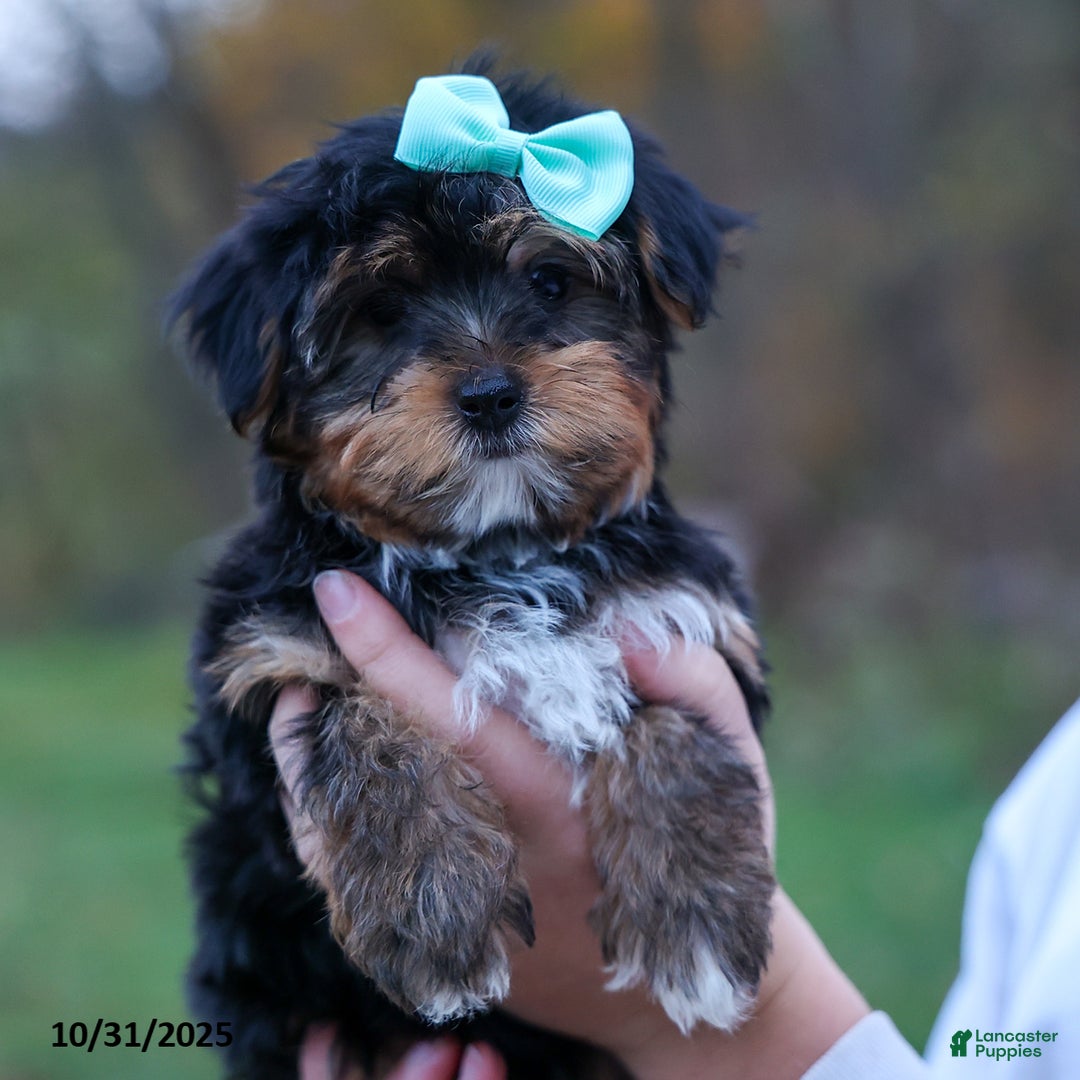 Yorkshire Terrier dogs for sale: Chip - Ad 4