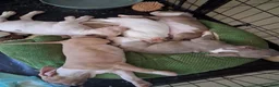 Mixed Breed dogs for sale: Midnight - Ad 12