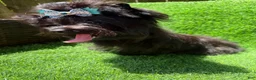 Yorkshire Terrier dogs for sale: Solid black male  - Ad 4