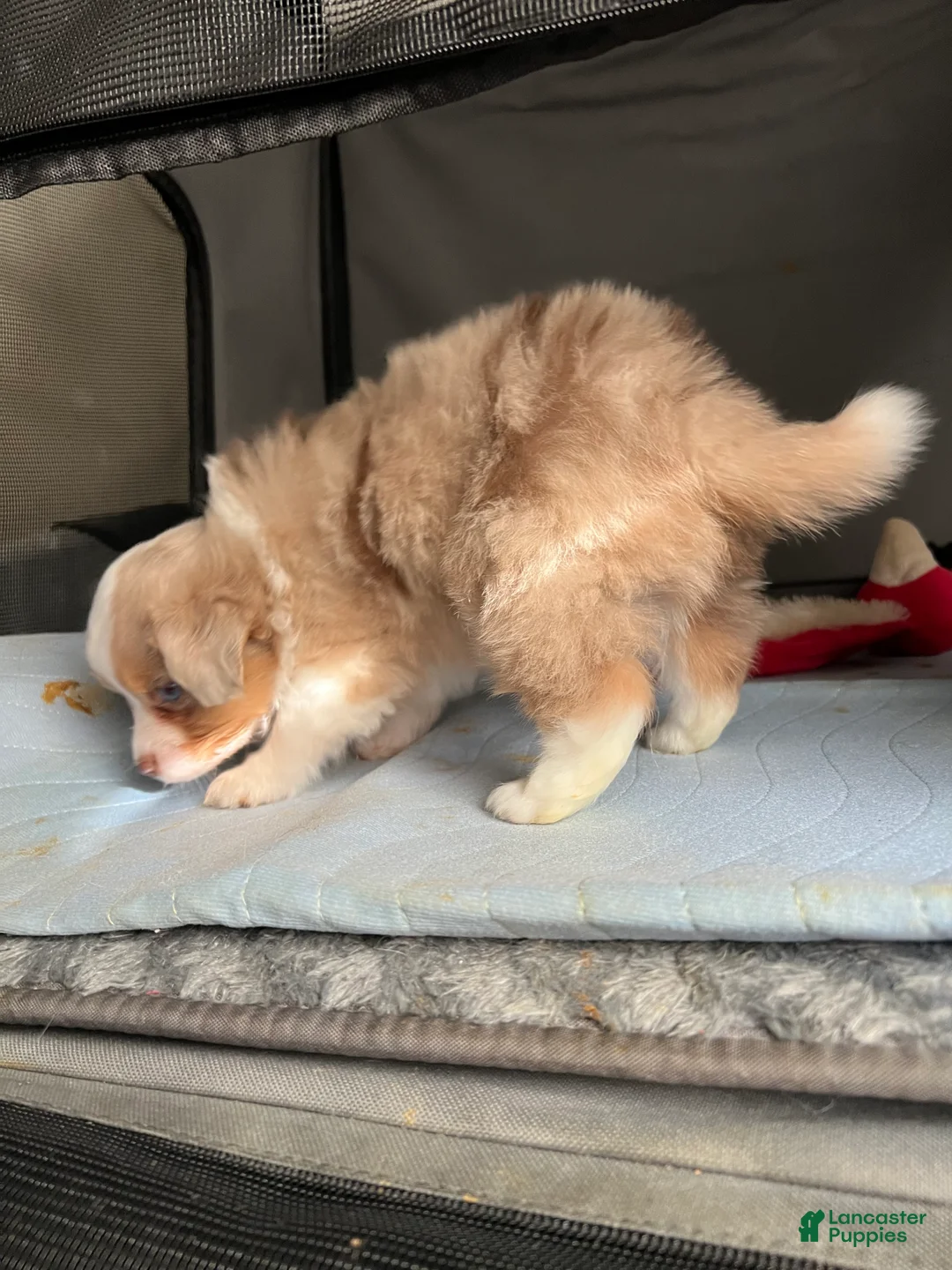 Toy Australian Shepherd dogs for sale: Toy Australian Shepherd Micky Mouse - Ad 5