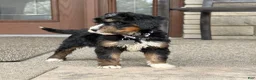Bernedoodle dogs for sale: Stunning Bernedoodle - 3yr Warranty - Family Socialized - Tri  - Ad 6