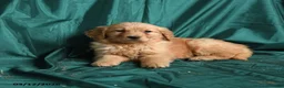 Golden Retriever dogs for sale: Sugar - Ad 2