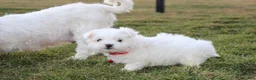 Maltese dogs for sale: Button  - Ad 16