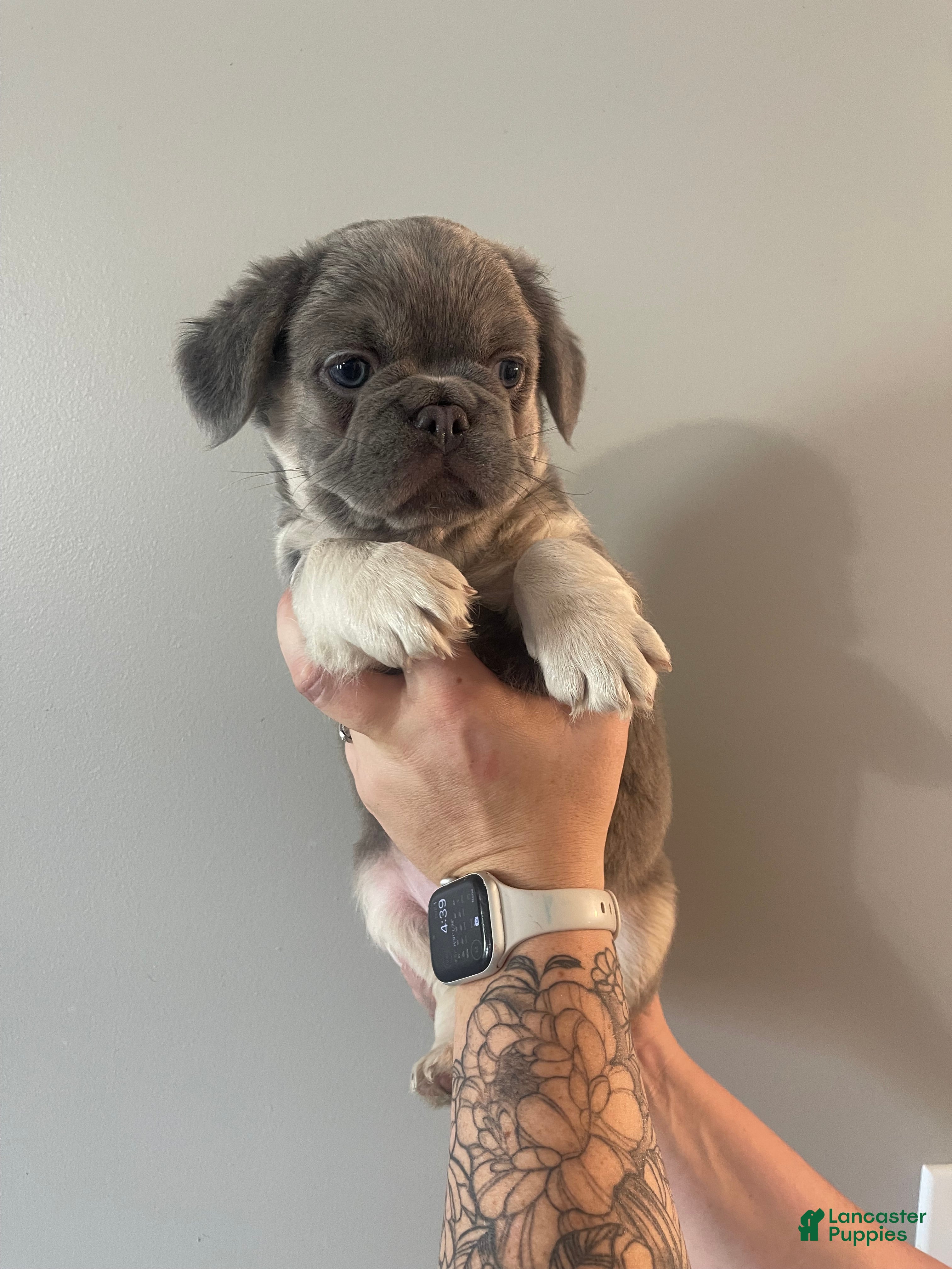 French Bulldog dogs for sale: Fluffy Lilac Tri French Bulldog  - Ad 1