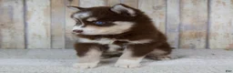 Pomsky dogs for sale: Bear - Ad 6