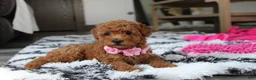 Bichpoo dogs for sale: Jenny - Ad 5