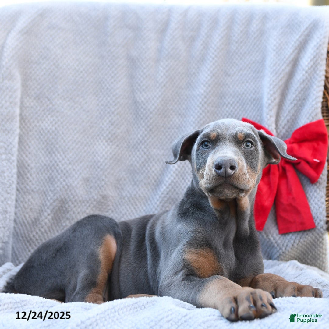 Doberman Pinscher dogs for sale: Little Blue - Ad 3