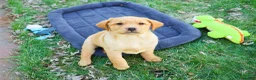 Labrador Retriever dogs for sale: Eddie - Ad 5
