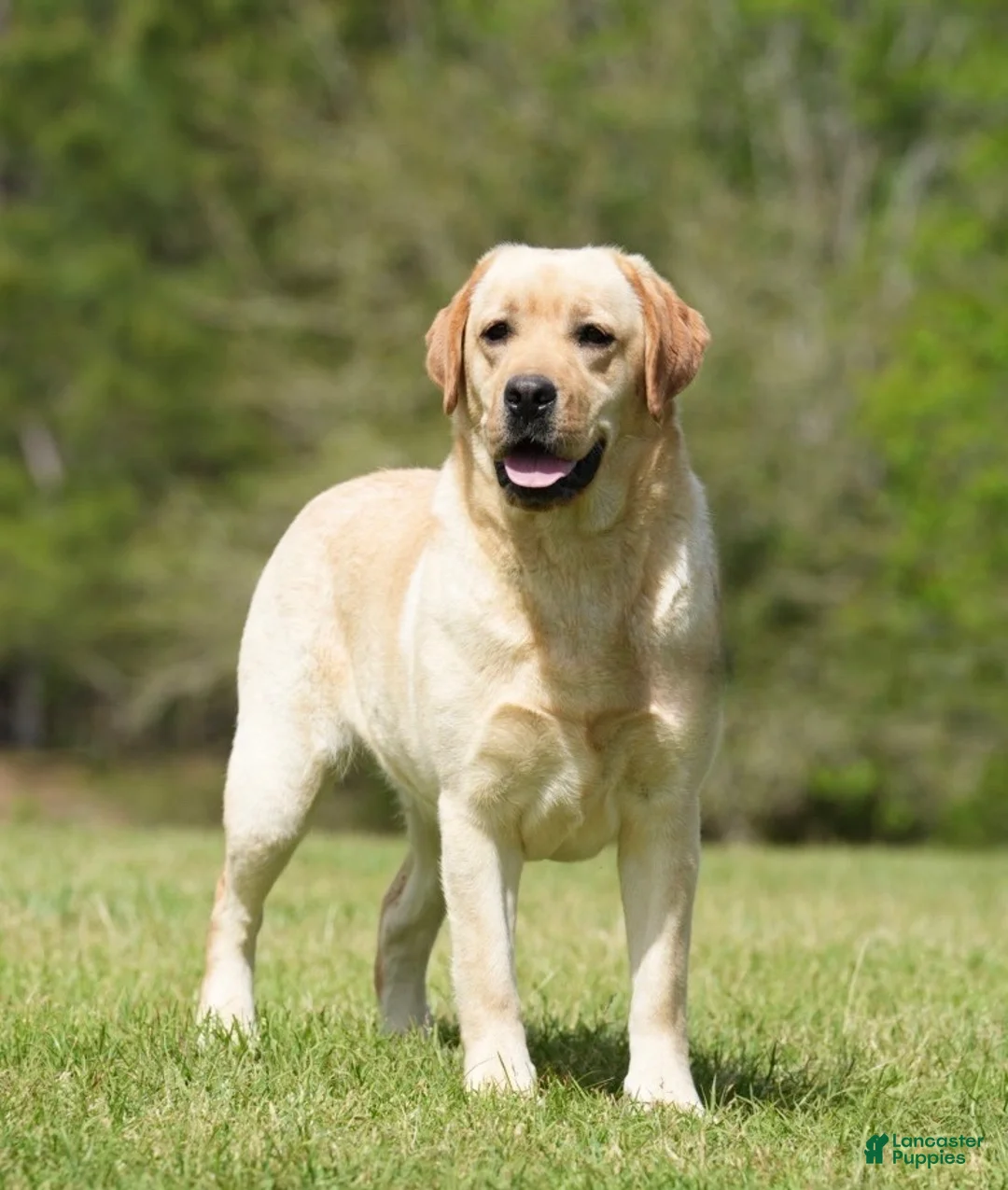 Labrador Retriever dogs for sale: Labrador Retriever Puppy 1 - Ad 2