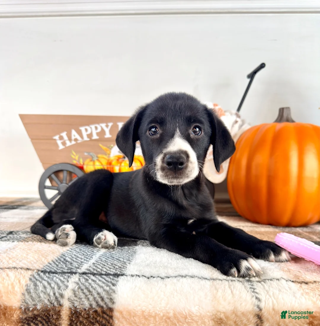 Border Collie dogs for sale: Hazel - Ad 1