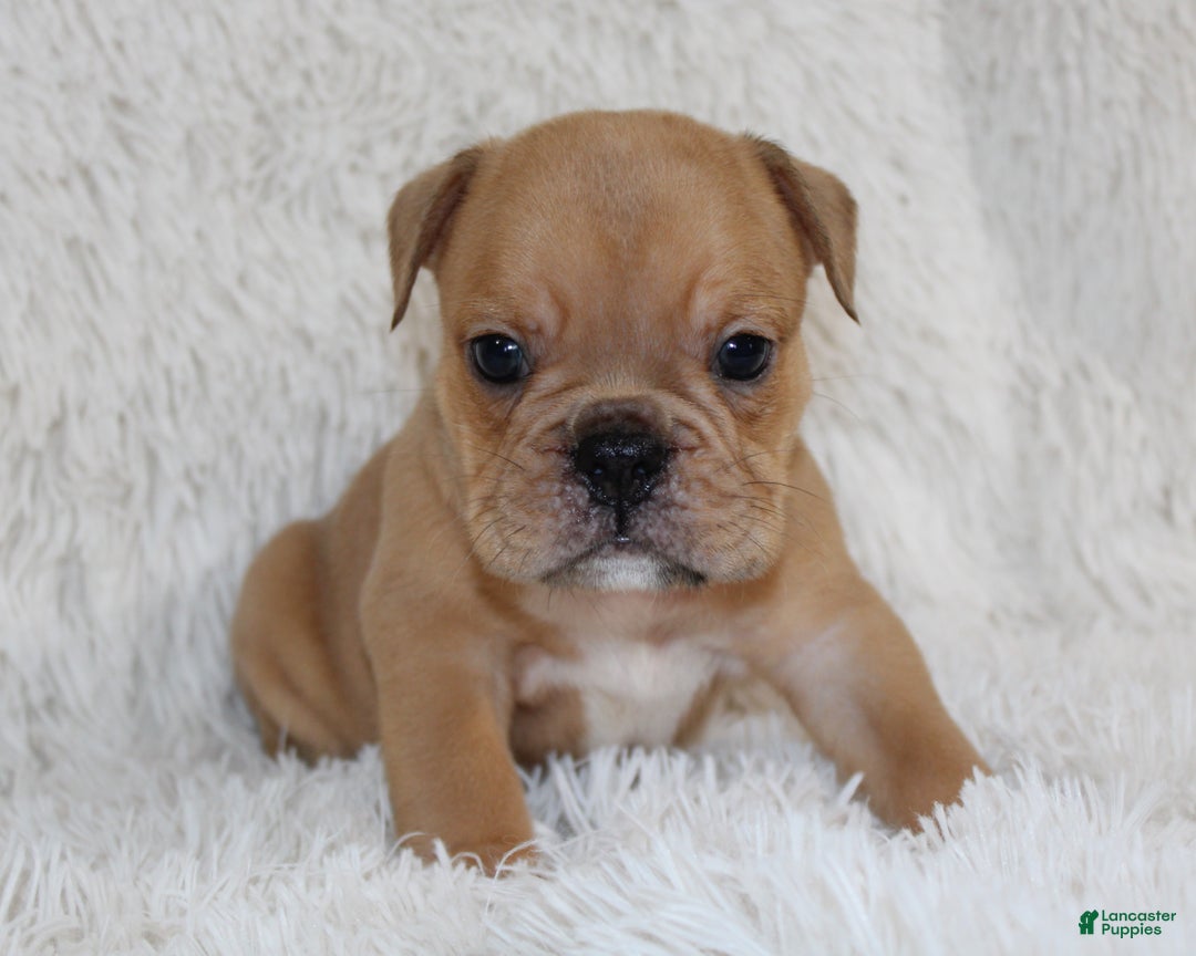 English Bulldog dogs for sale: Polo - Ad 7