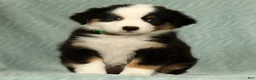 Australian Shepherd dogs for sale: Sadie - Ad 8