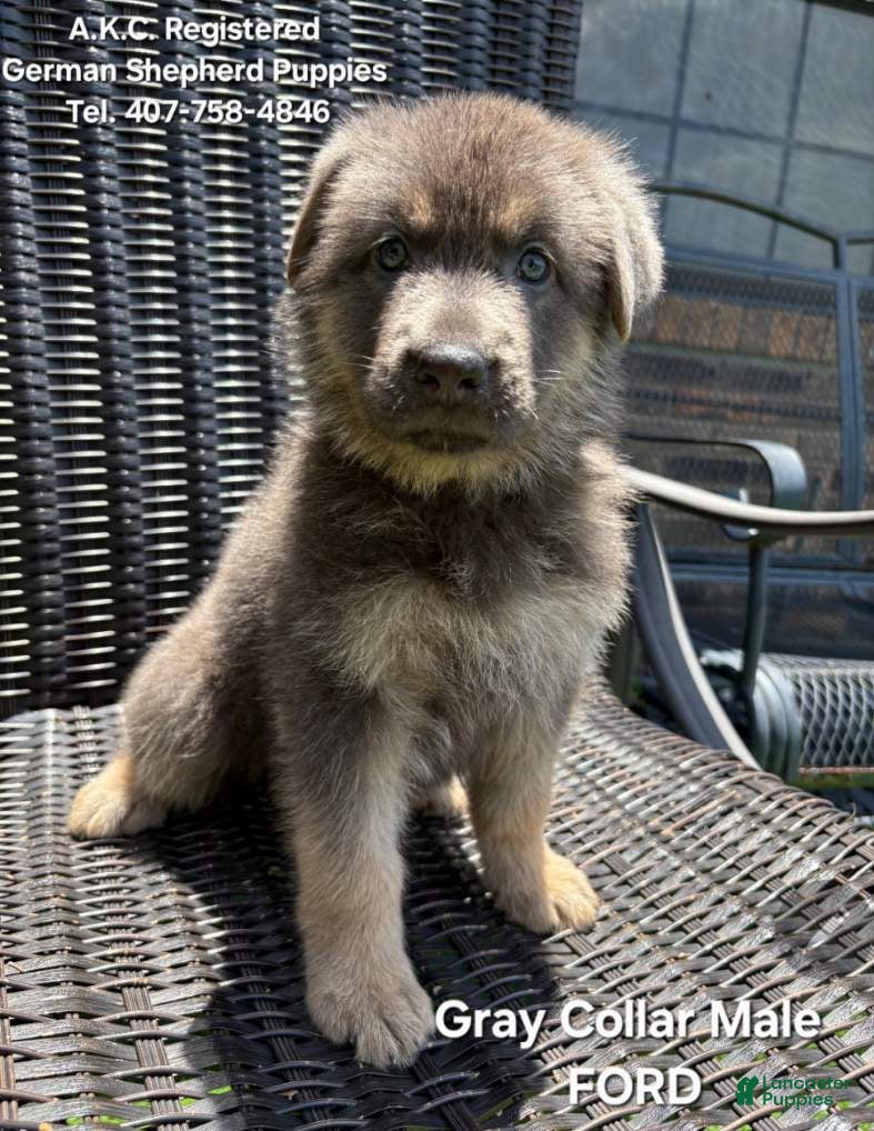 German Shepherd dogs for sale: Ford - Ad 3