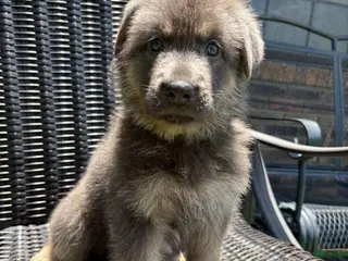 German Shepherd dogs for sale: Ford - Ad 3